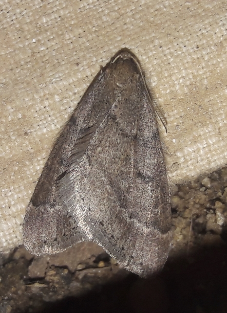 Theria rupicapraria - tavaszi kökényaraszoló