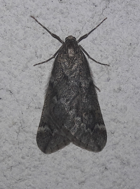 Alsophila aescularia - vadgesztenye-araszoló