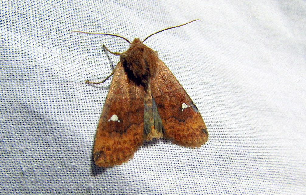 Eupsilia transversa - holdacskás télibagoly