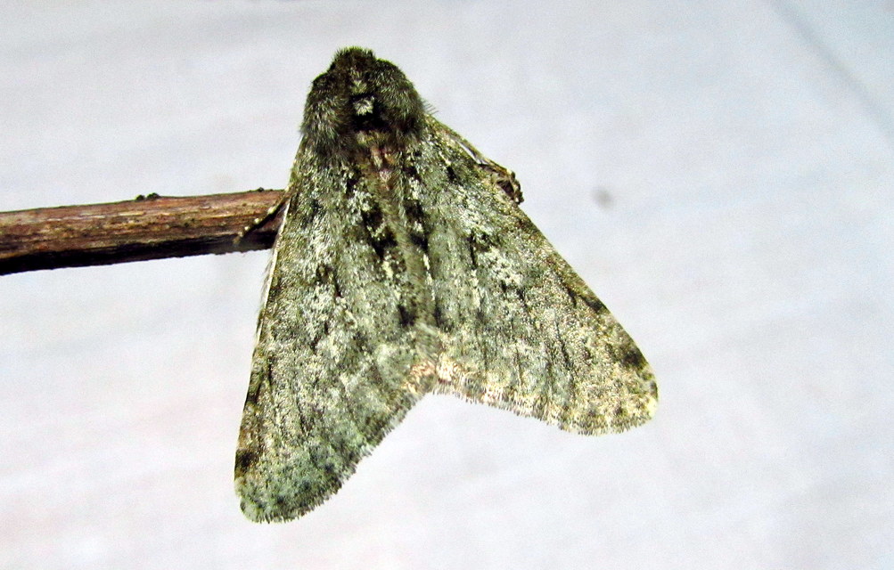 Apocheima pilosaria - zöldes tavasziaraszoló
