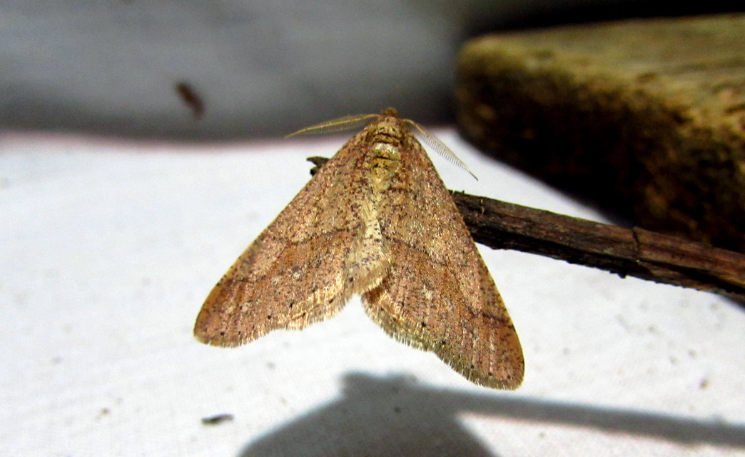 Agriopis marginaria - sárgás téliaraszoló