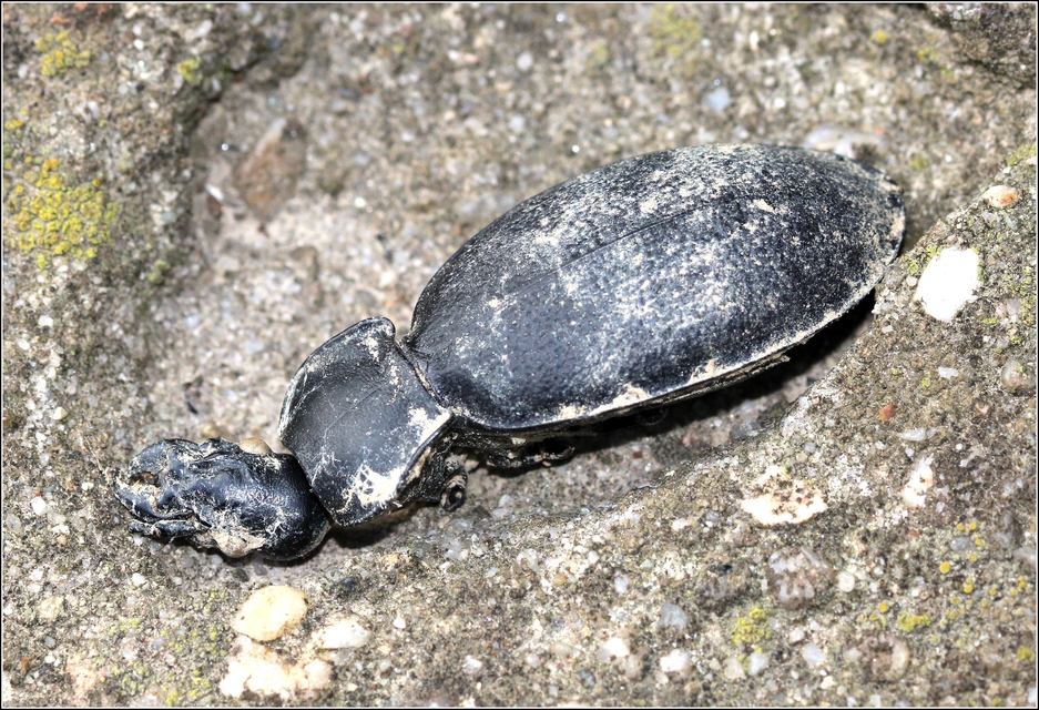 Carabus coriaceus - bőrfutrinka