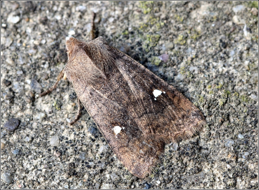 Eupsilia transversa - holdacskás télibagoly
