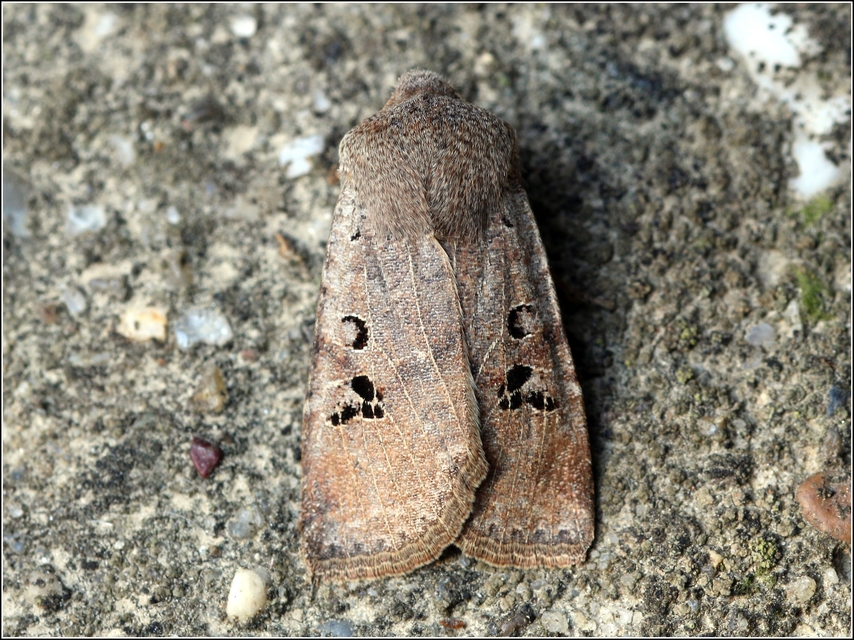 Conistra rubiginosa - szürke télibagoly
