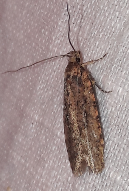 Agonopterix ciliella/heracliana