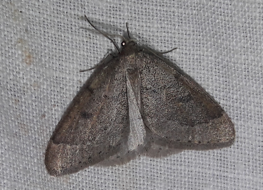 Theria rupicapraria - tavaszi kökényaraszoló