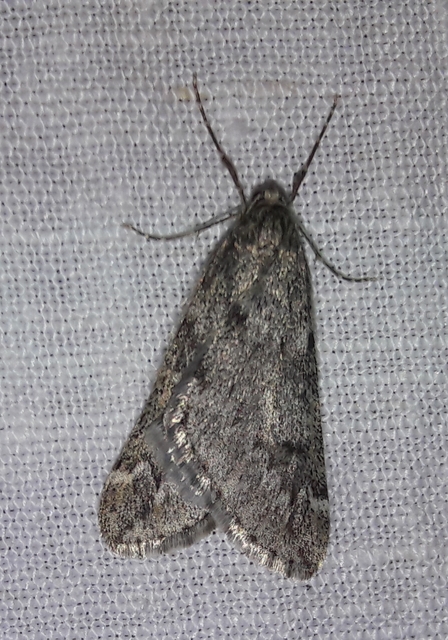 Alsophila aescularia - vadgesztenye-araszoló