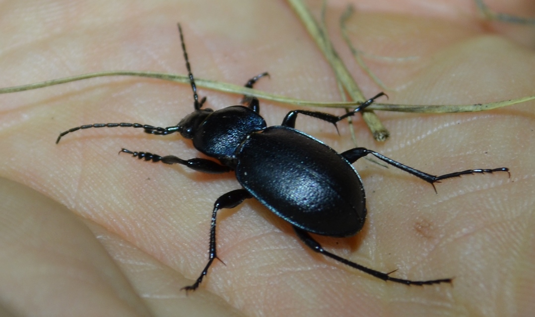 Carabus convexus - selymes futrinka