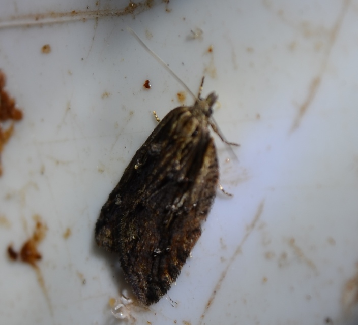 Acleris
