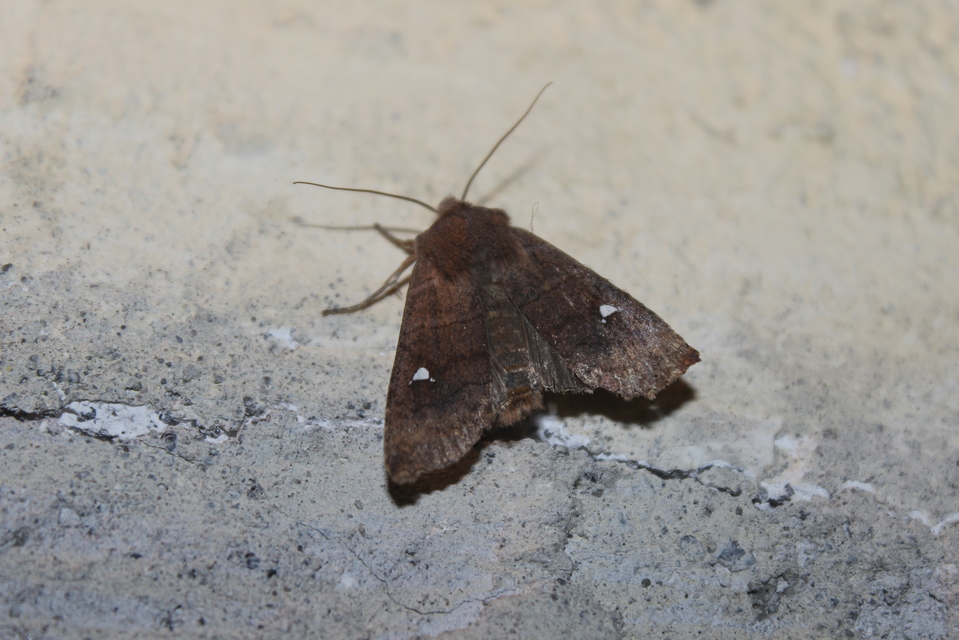 Eupsilia transversa - holdacskás télibagoly