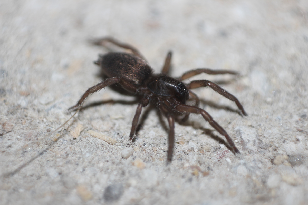 Haplodrassus signifer - patkós kövipók
