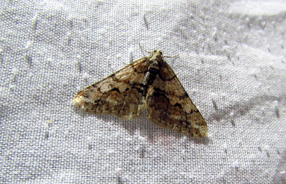 Agriopis leucophaearia - tölgy-tavasziaraszoló