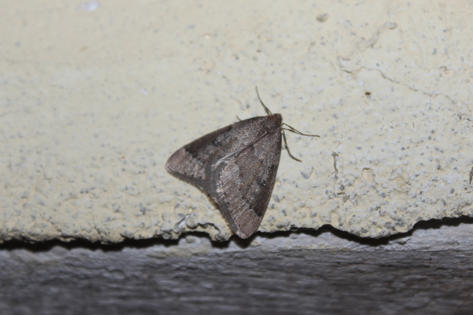 Theria rupicapraria - tavaszi kökényaraszoló