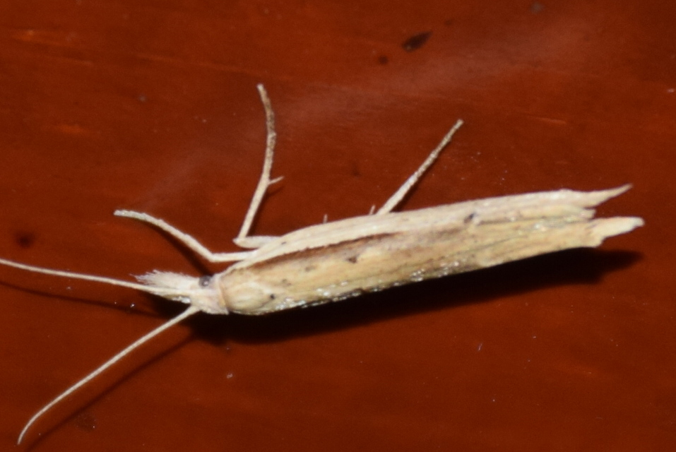Ypsolopha mucronella - kecskerágómoly