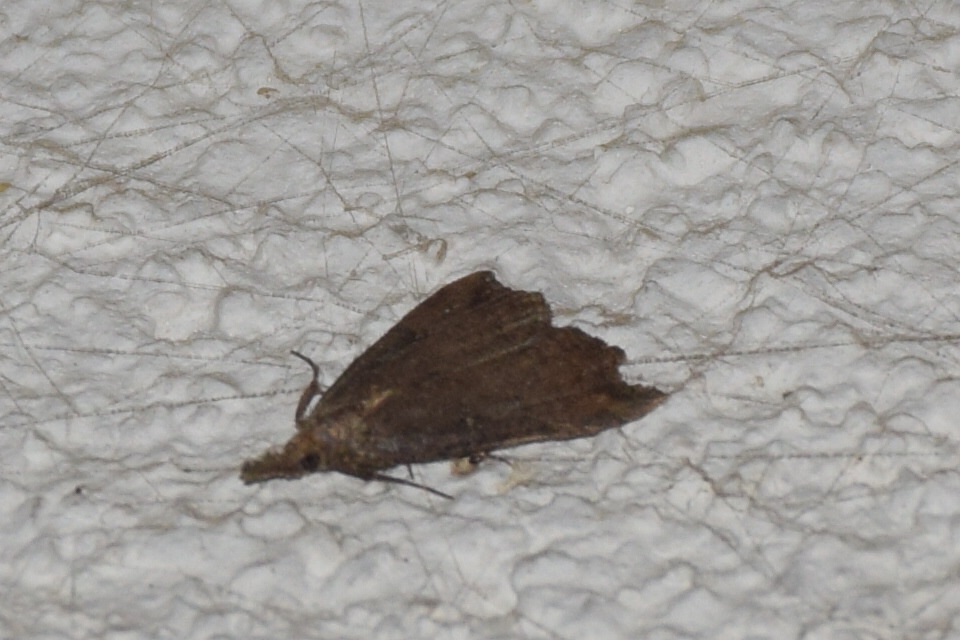 Hypena rostralis - közönséges karcsúbagoly