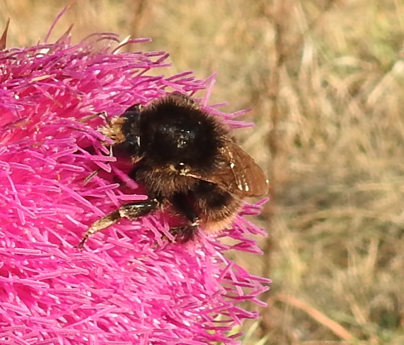 Bombus pomorum - vörhenyes poszméh
