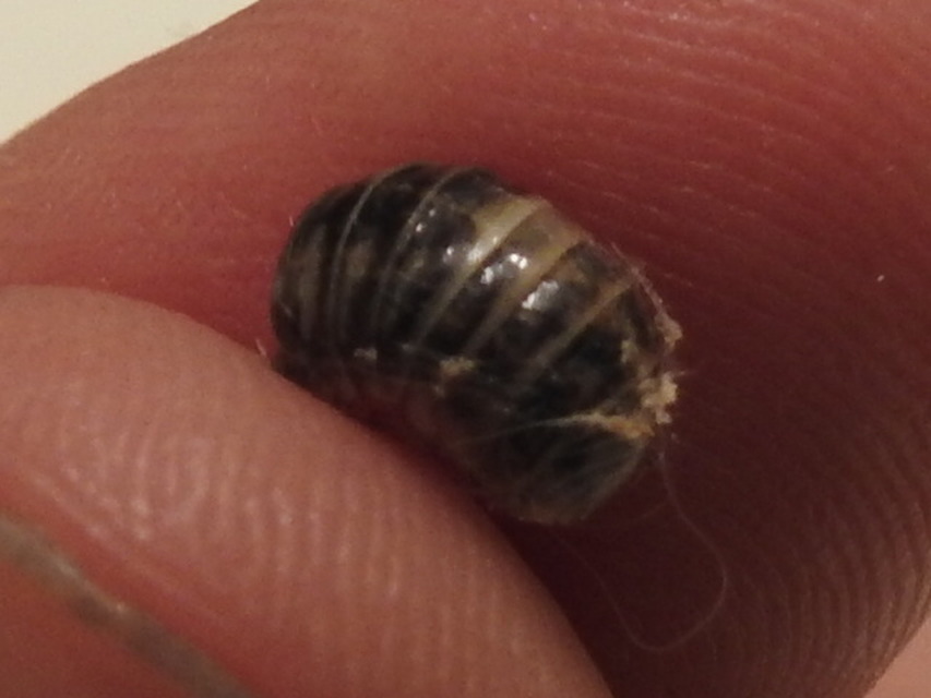 Armadillidium vulgare - szürke gömbászka