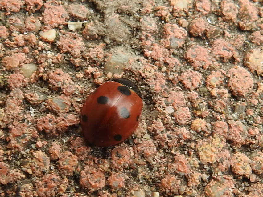 Coccinella septempunctata - hétpettyes katica