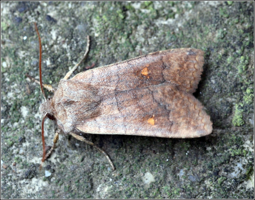 Eupsilia transversa - holdacskás télibagoly