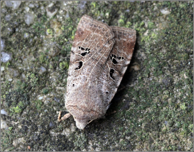 Conistra rubiginosa - szürke télibagoly