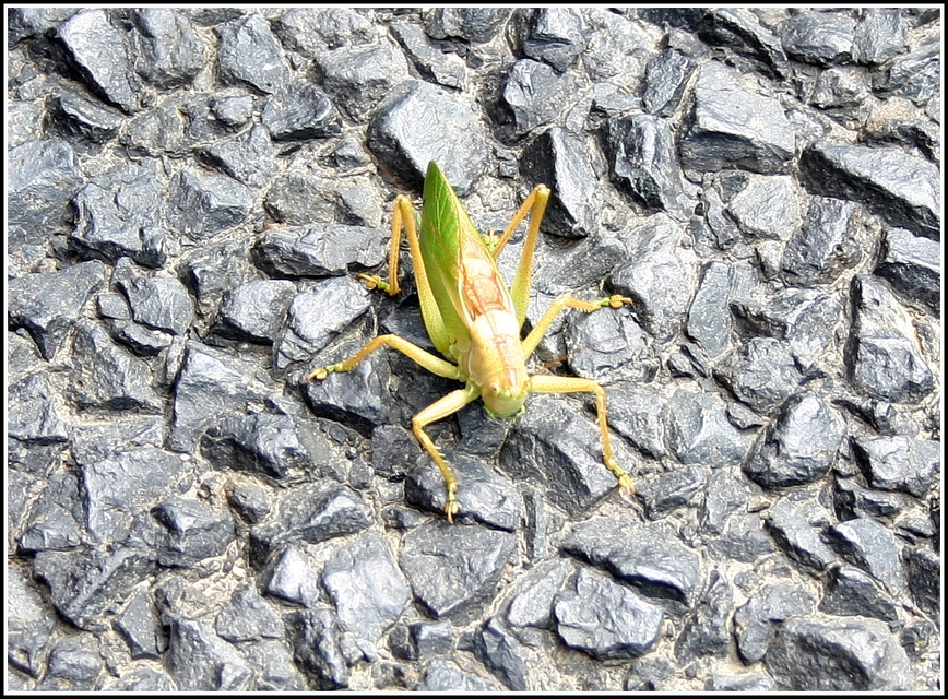 Tettigonia cantans - éneklő lombszöcske