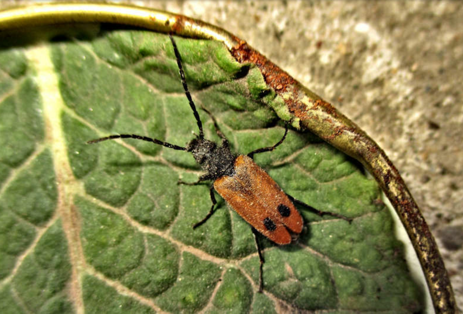 Apalus bimaculatus - kétfoltos élősdibogár
