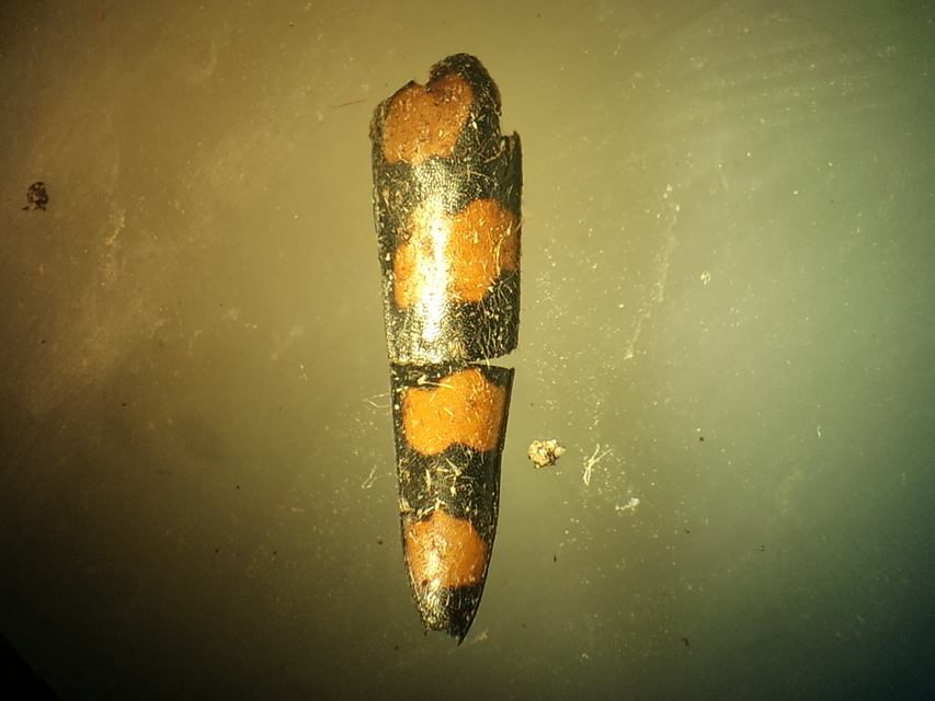 Leptura quadrifasciata - feketeszőrű szalagoscincér
