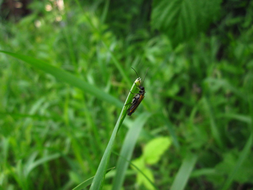 Oedemera femorata - sárgahátú álcincér