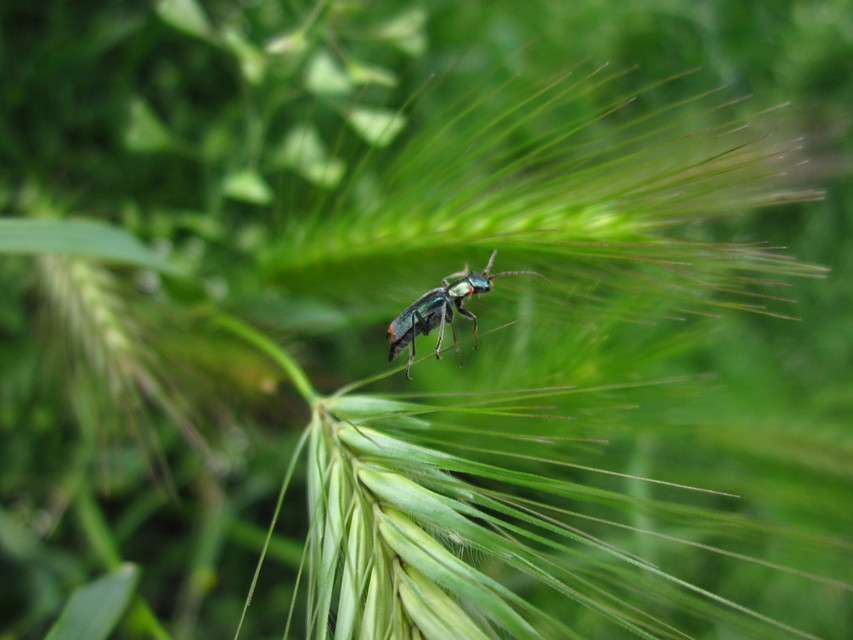 Clanoptilus