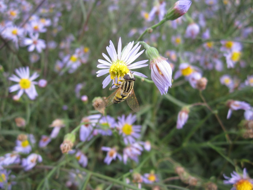 Helophilus trivittatus - nagy mocsárilégy