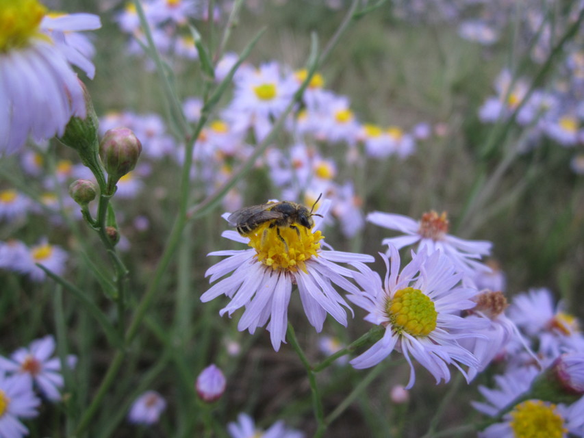 Lasioglossum