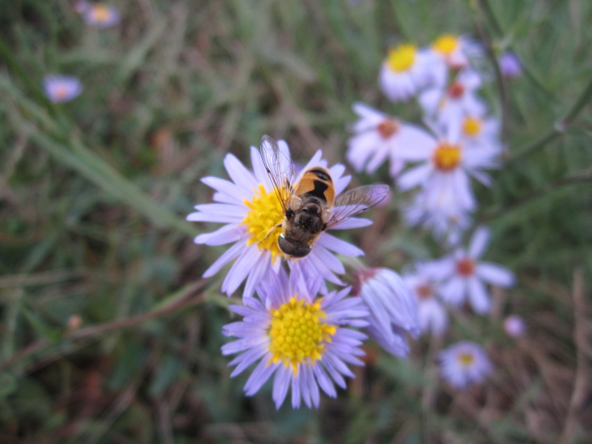 Eristalis arbustorum - fehérarcú herelégy