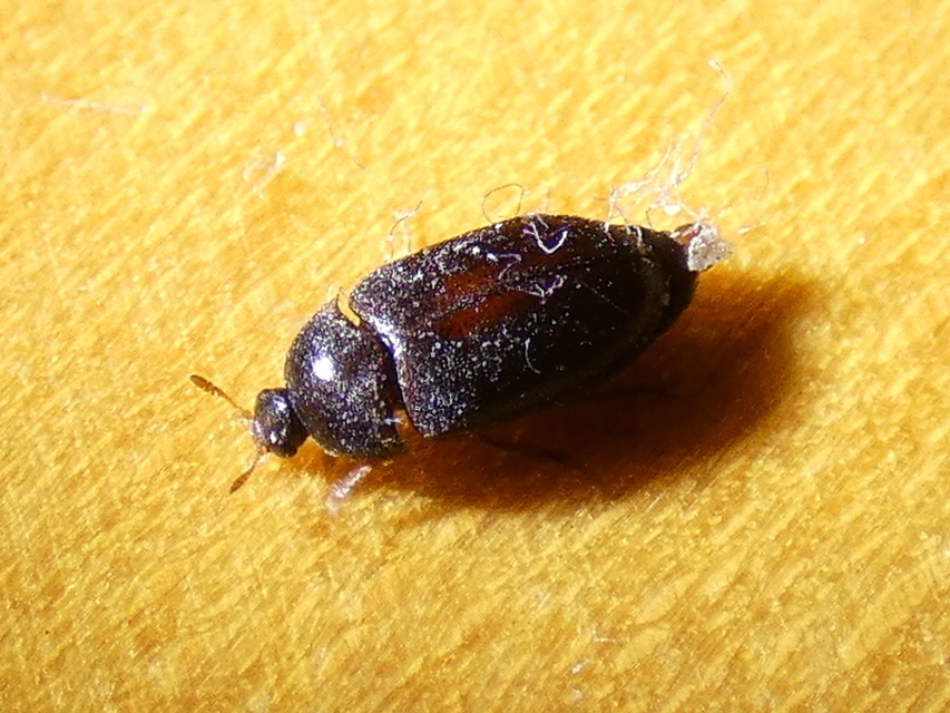 Attagenus brunneus - barna szűcsbogár