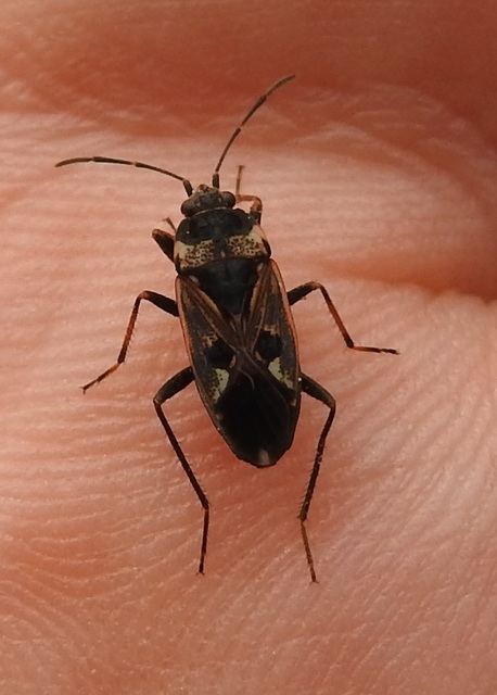 Rhyparochromus vulgaris - közönséges díszesbodobács