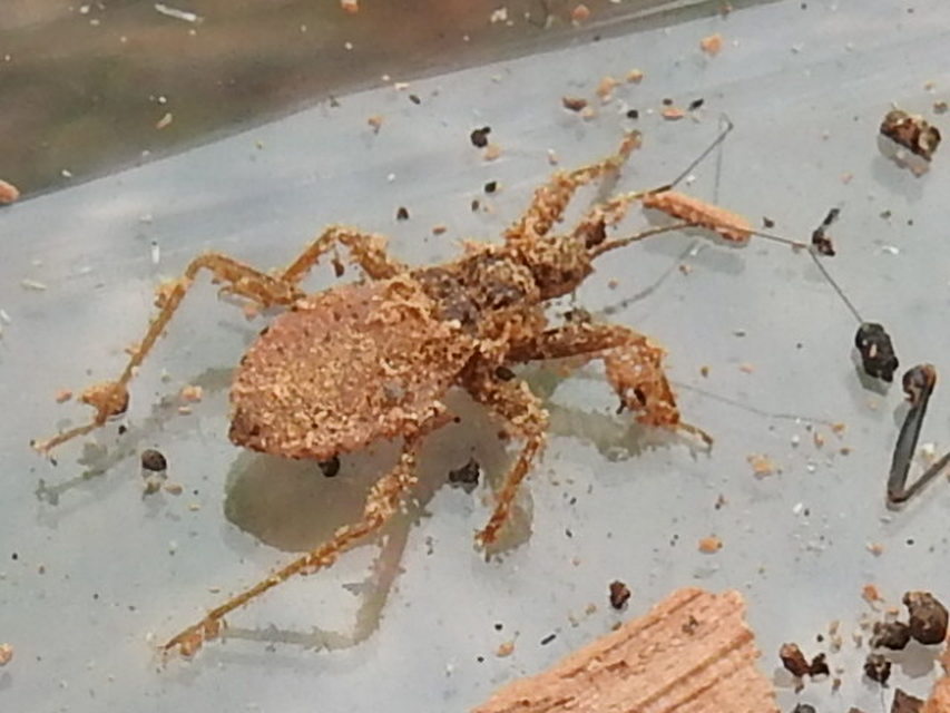 Reduvius personatus - szemetes zugpoloska