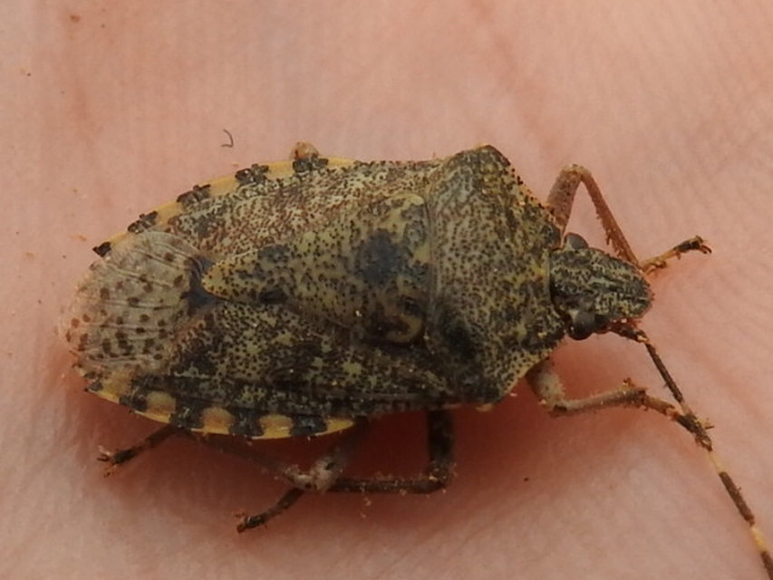 Rhaphigaster nebulosa - bencepoloska