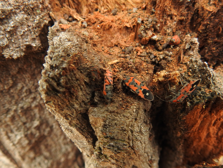 Lygaeus equestris/simulans