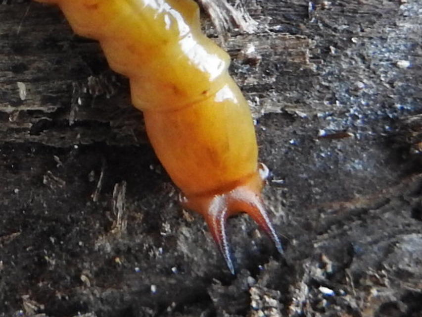 Pyrochroa coccinea - nagy bíborbogár