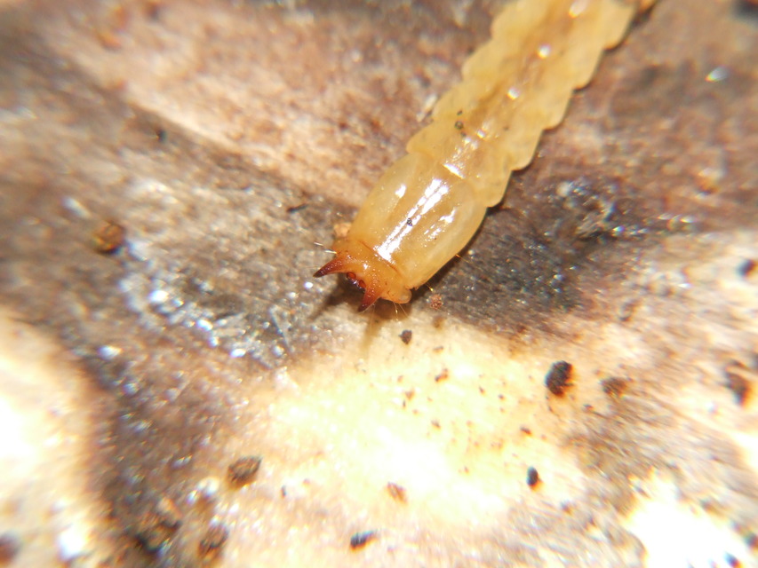 Pyrochroa coccinea - nagy bíborbogár