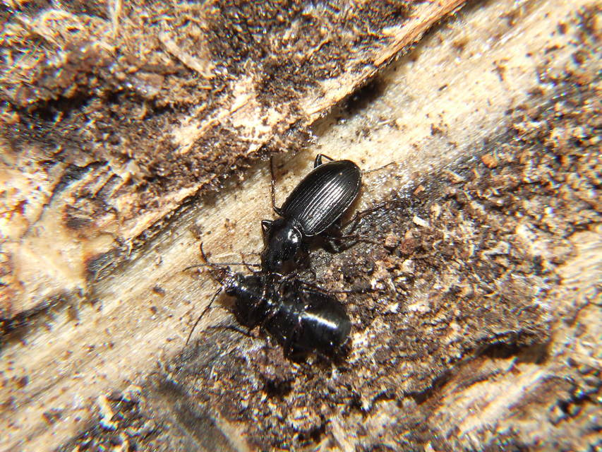 Agonum duftschmidi - széleshátú kisfutó Agonum duftschmidi - széleshátú kisfutó