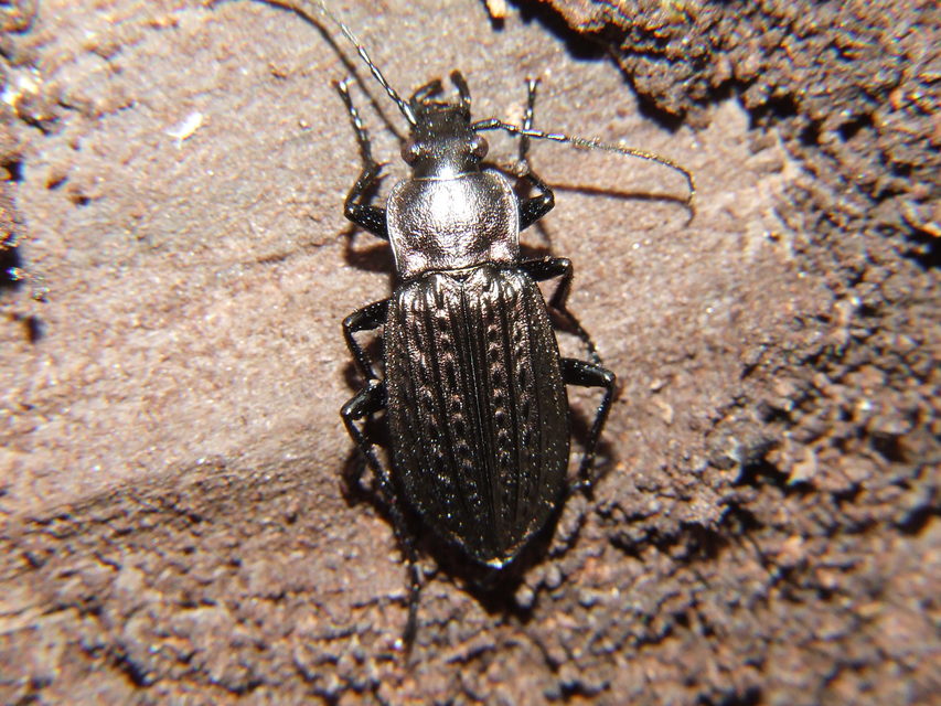 Carabus granulatus - mezei futrinka