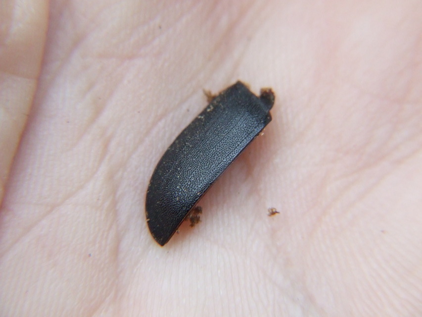 Dorcus parallelipipedus - kis szarvasbogár