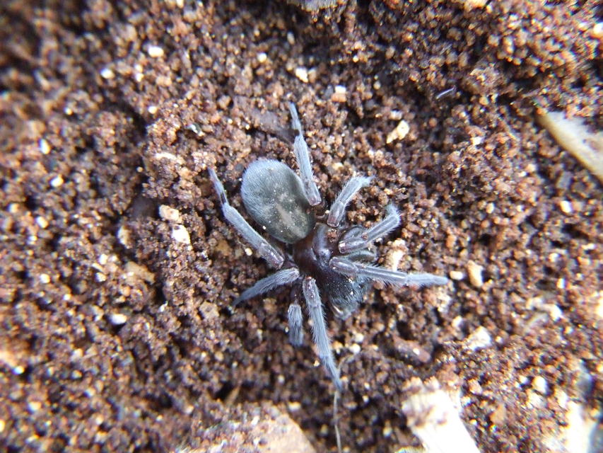 Amaurobius ferox - nagy eretnekpók
