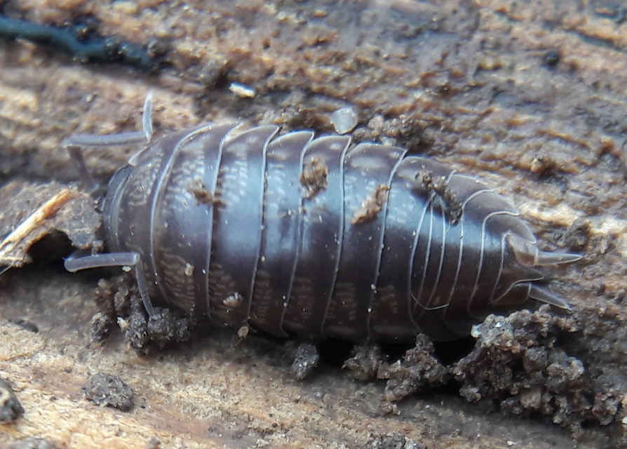 Cylisticus convexus - álgömbászka