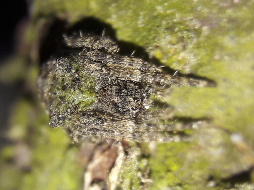 Gibbaranea gibbosa