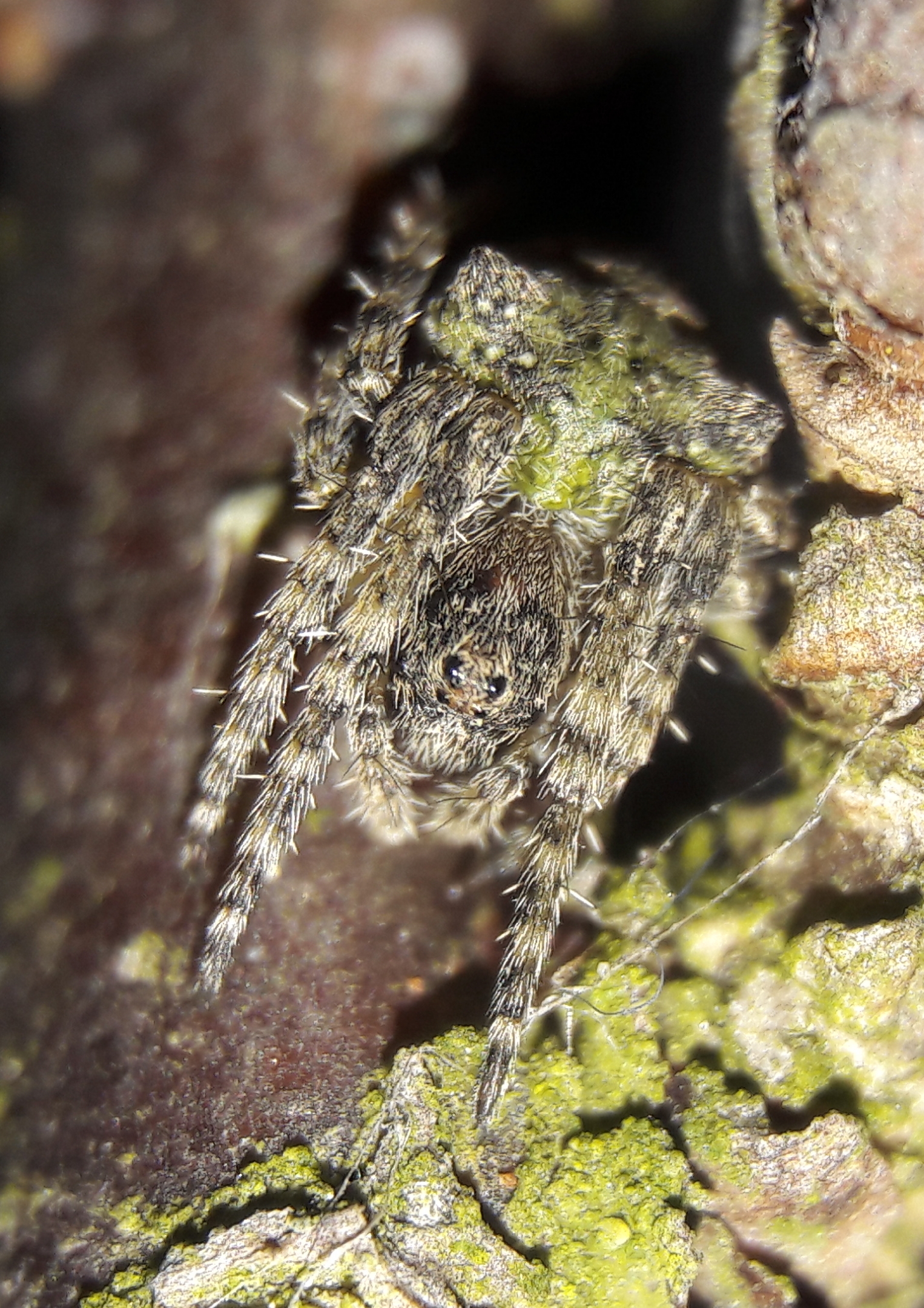 Gibbaranea gibbosa
