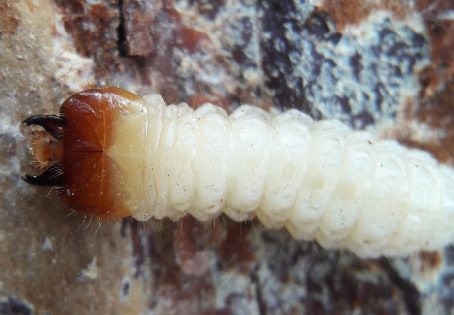 Rhagium inquisitor - fenyves-tövisescincér
