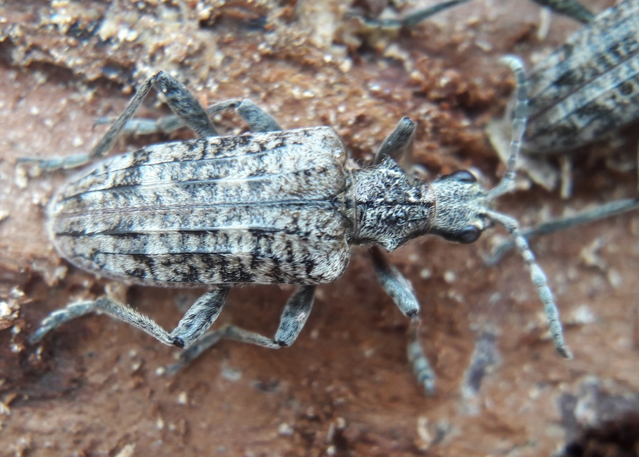 Rhagium inquisitor - fenyves-tövisescincér