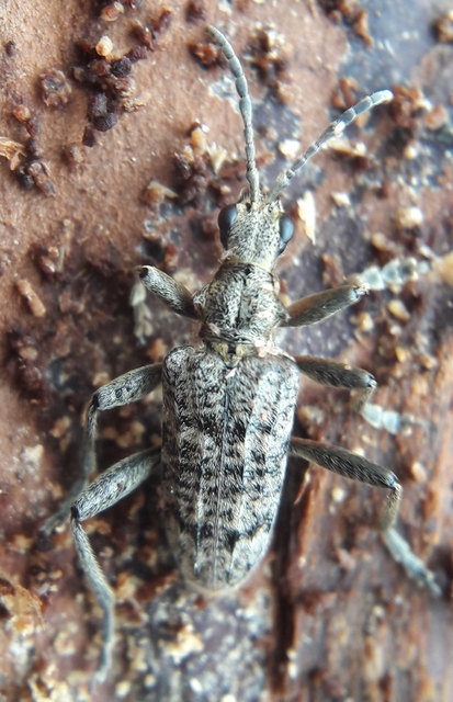 Rhagium inquisitor - fenyves-tövisescincér