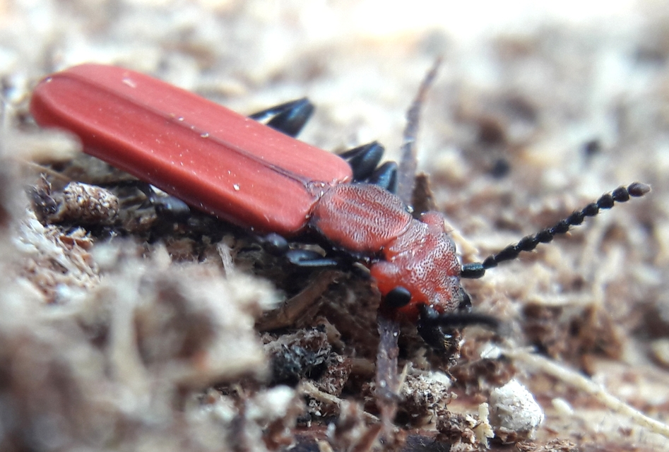 Cucujus cinnaberinus - skarlátbogár